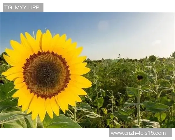 付豪的成长之路：从平凡到卓越的奋斗故事与人生启示